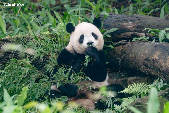 寒流來了也不怕！臺北動物園暖心禦寒大作戰，動物們各自迎接最舒服的冬天
